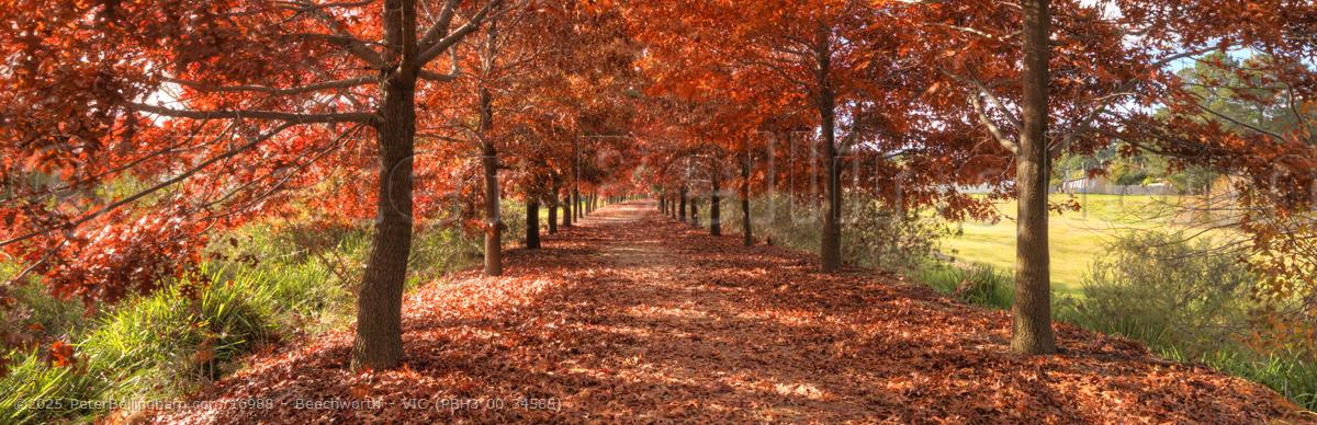 Peter Bellingham Photography Beechworth - VIC (PBH3 00 34585)